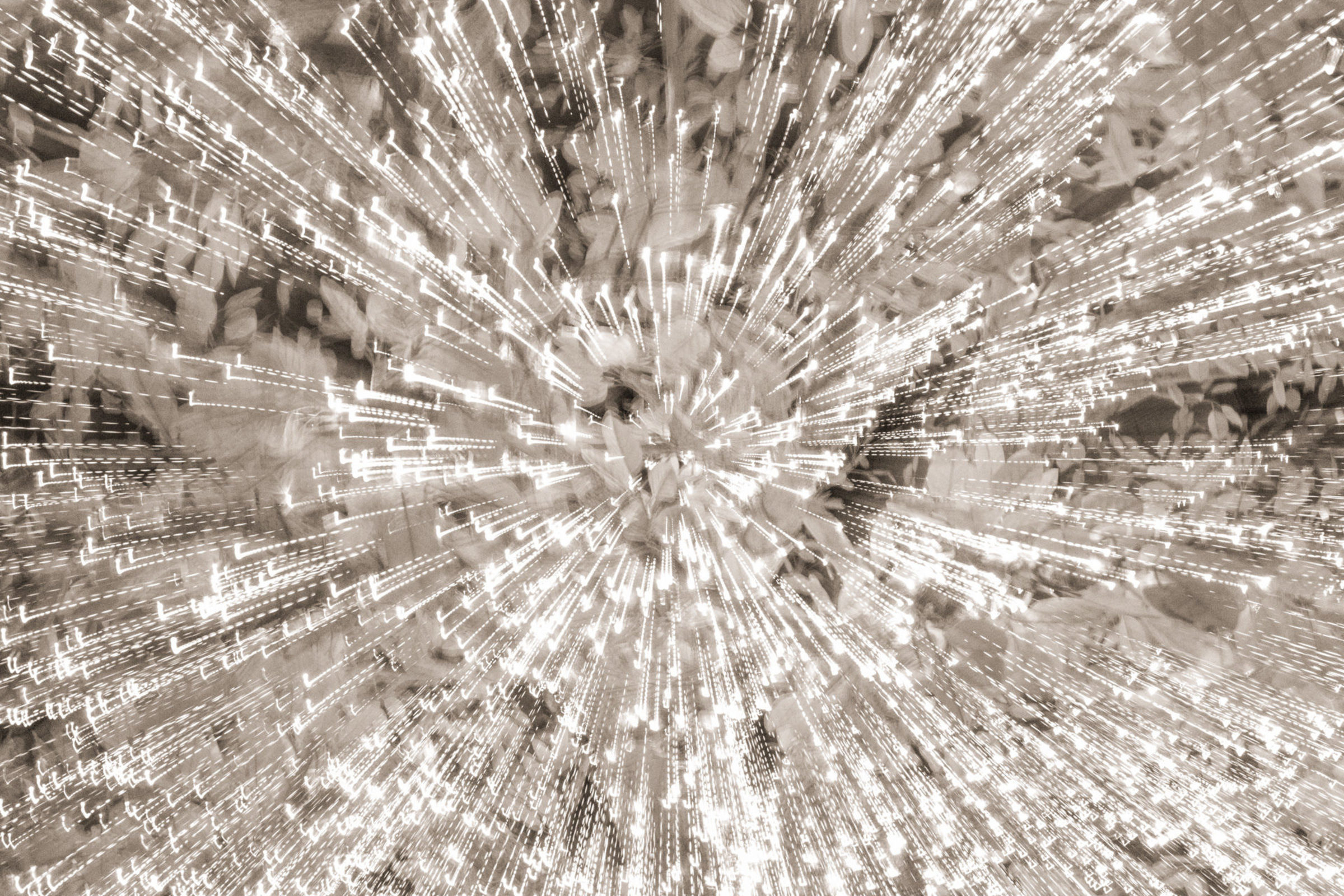 Foto de BOSQUINHO LACERDA 7