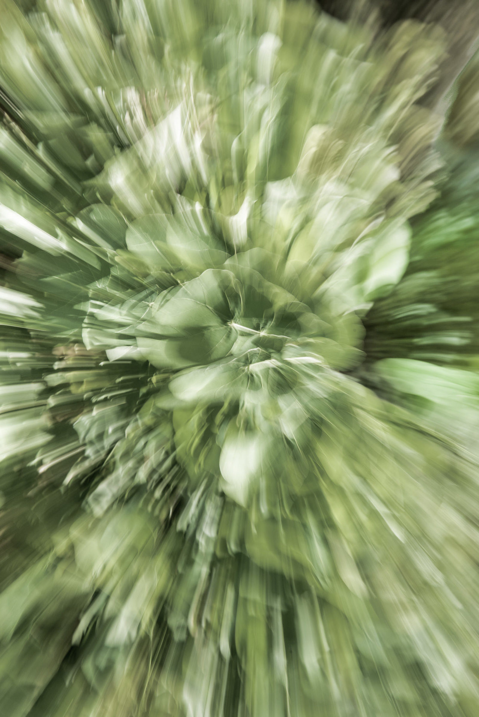 Foto de BOSQUINHO LACERDA 10